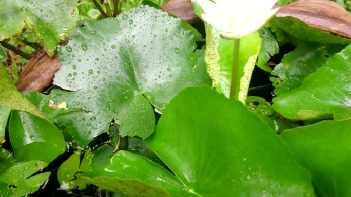 花盆里美丽的白莲或睡莲。倾斜了。