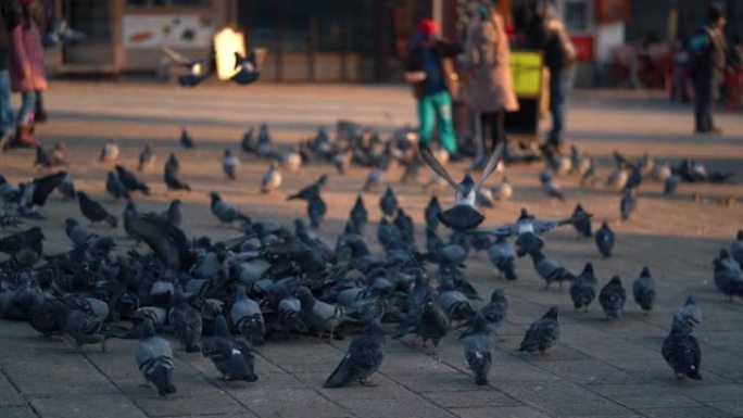 在阳光明媚的冬日里，人们在萨拉热窝的老城区Bascarsija的鸽子