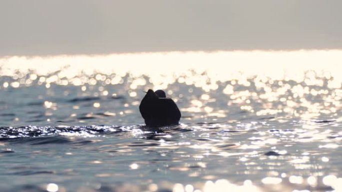 海边的海鸥剪影水中的野鸭