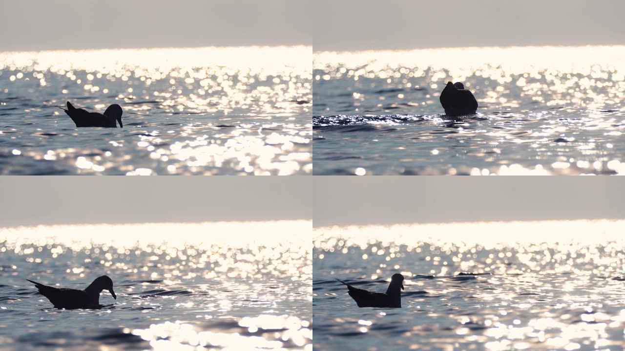 海边的海鸥剪影水中的野鸭