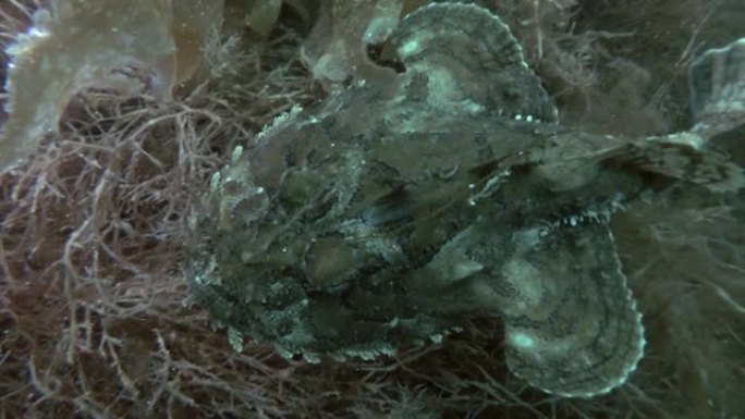 安康鱼或垂钓鱼 (Lophius piscatorius) 在海藻上游泳