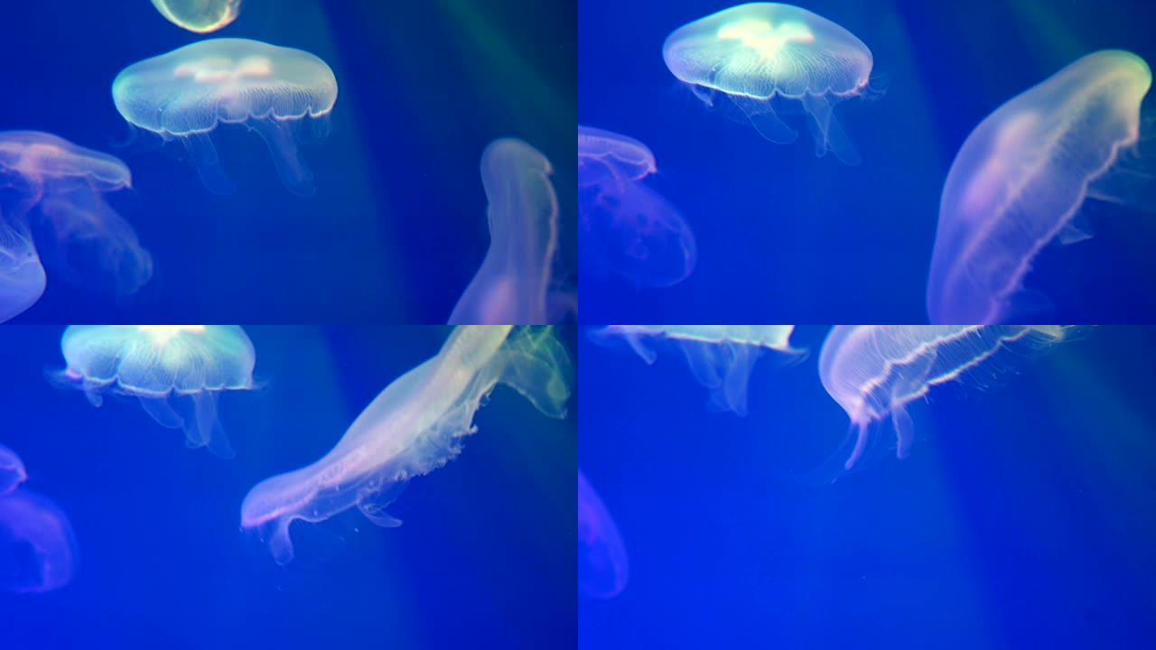 彩色水母海族馆海洋生物水母群