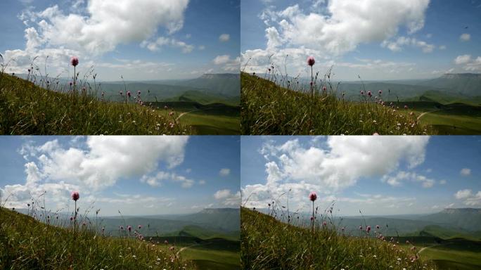 在丘陵和高原的背景下，在山坡上拍摄紫色花朵的特写镜头。在山里徒步旅行。轻风撼草野花