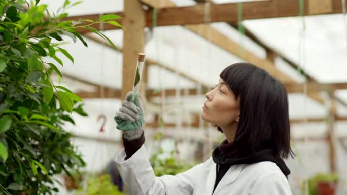 缩小侧视中拍摄年轻的亚洲女科学家或质量控制专家穿着白大褂检查站在商业温室花园的试管中的叶子植物样品