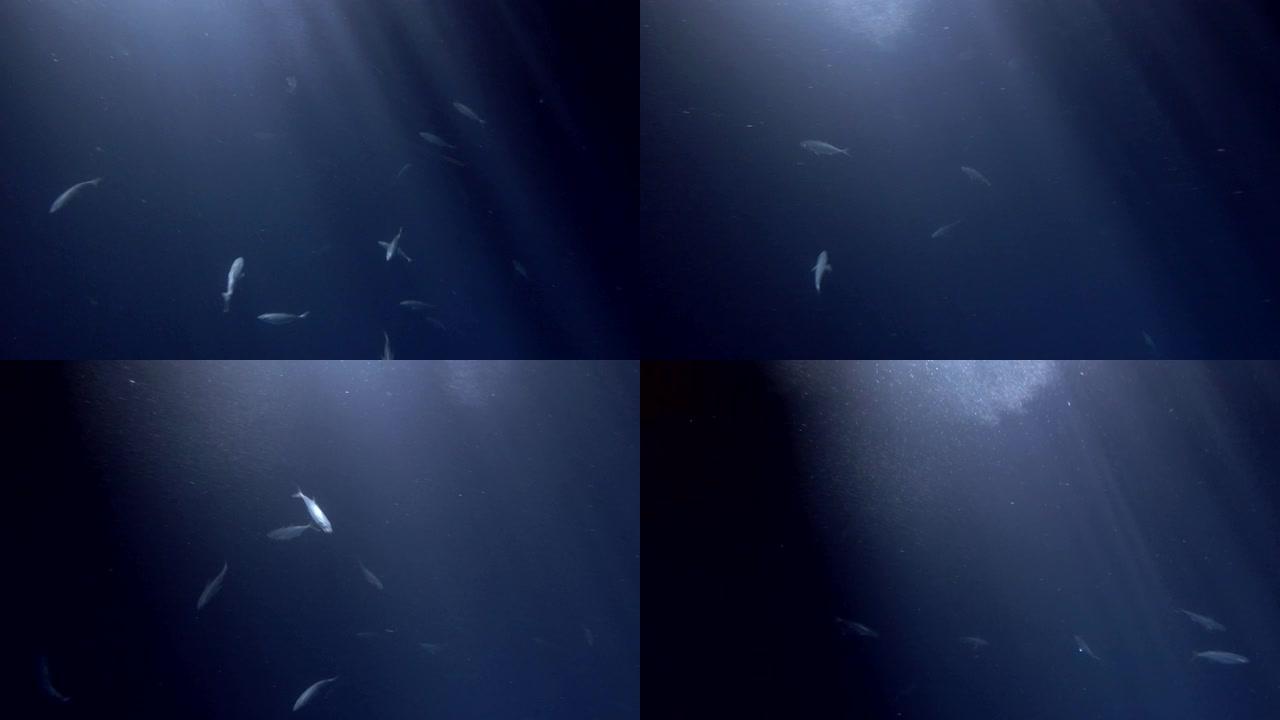 黄色条纹sc在夜间以浮游生物为食