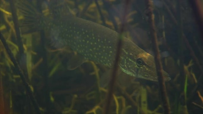 北方梭子鱼 (Esox lucius