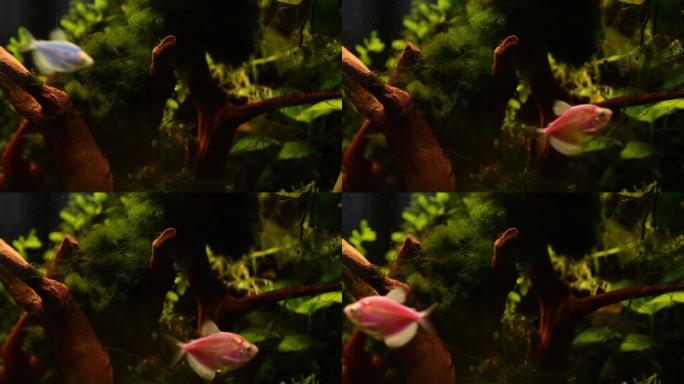 粉红色的鱼在漂流木和藻类中游动在水族馆中