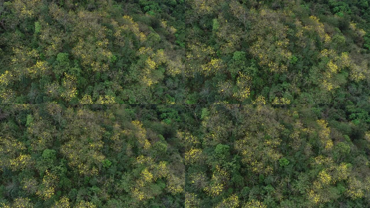 春季热带森林中盛开的abebuia chryantha花的鸟瞰图