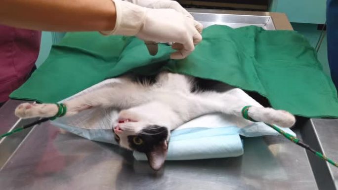 猫在手术台和兽医手术