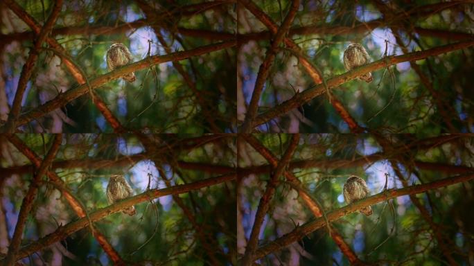 欧亚侏儒-猫头鹰-glauccidium passerinum在夏天坐在森林的树枝上。面对面看镜头。