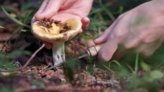 采蘑菇者在森林里用刀子切一个黄色的蘑菇。