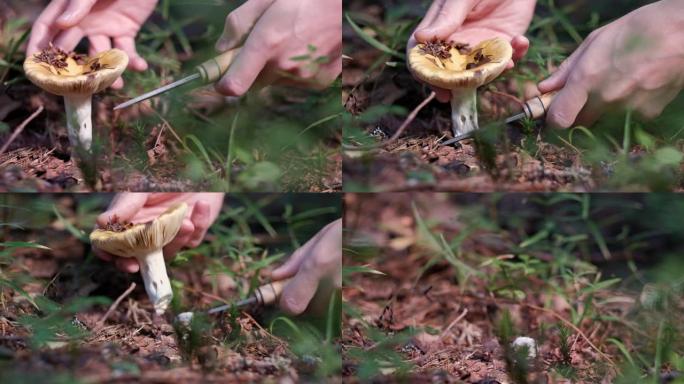 采蘑菇者在森林里用刀子切一个黄色的蘑菇。