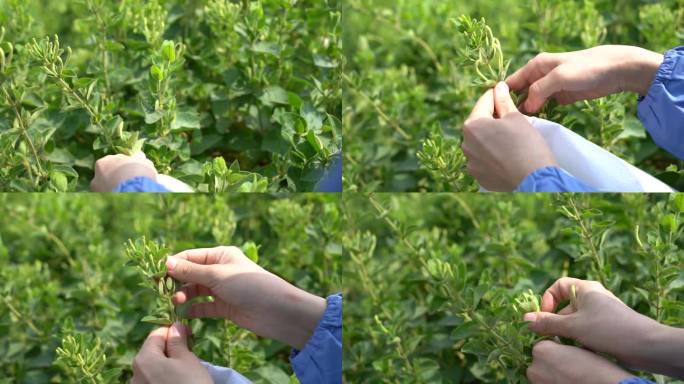 金银花 种植 加工 收获 农业