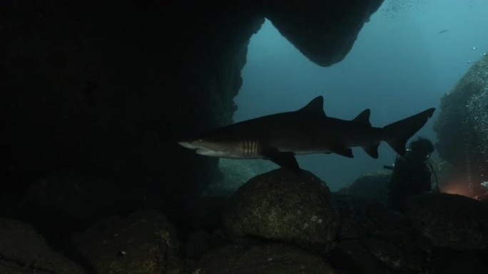日本，野生沙虎鲨在海底洞穴中游泳