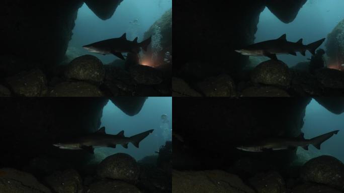 日本，野生沙虎鲨在海底洞穴中游泳
