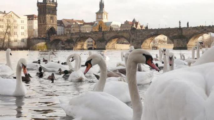 捷克共和国首都布拉格慢莫的天鹅座水上特写