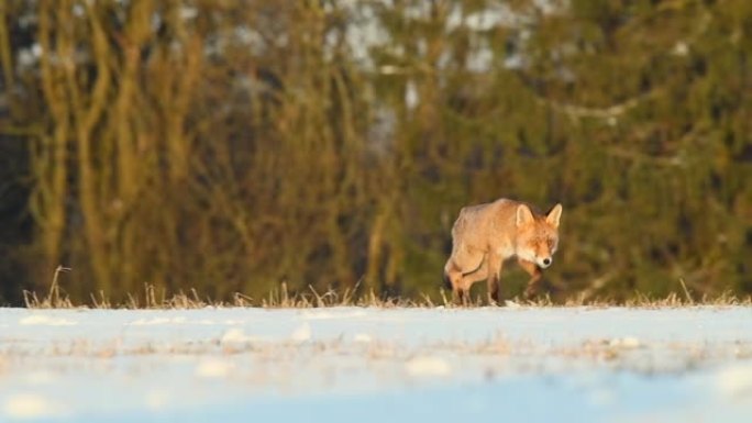 可爱的年轻红狐狸 (Vulpes Vulpes) 在日出时被雪覆盖的草地上奔跑