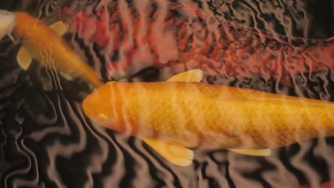 令人印象深刻的，美丽的，慢动作的大/巨大的金锦鱼在池塘中游泳，花哨的鲤鱼鱼，电影般的涟漪和对水面的反