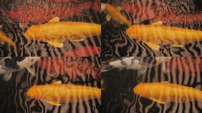 令人印象深刻的，美丽的，慢动作的大/巨大的金锦鱼在池塘中游泳，花哨的鲤鱼鱼，电影般的涟漪和对水面的反