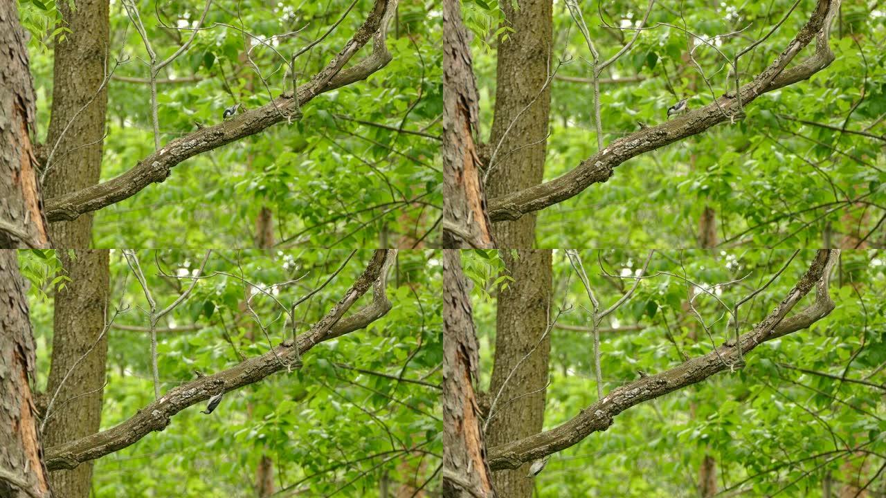 白胸五角鸟，嘴里有猎物在树枝上移动