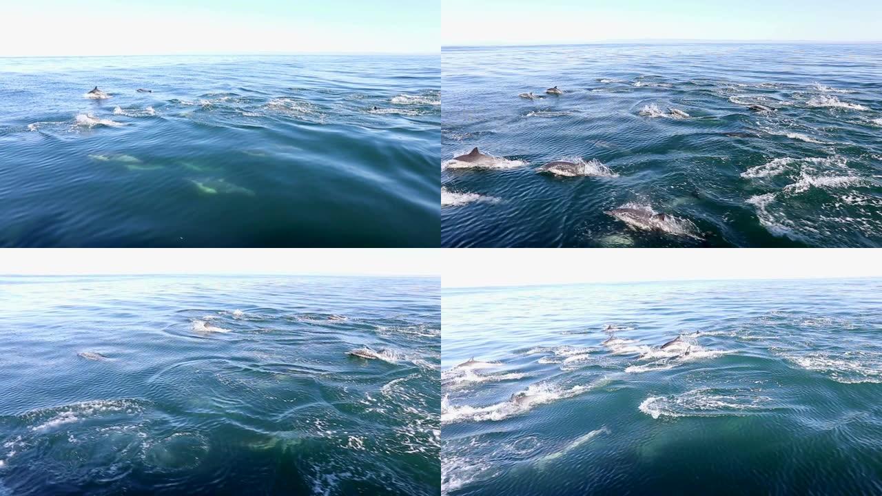 慢动作常见海豚海豚大海游泳海豚出水