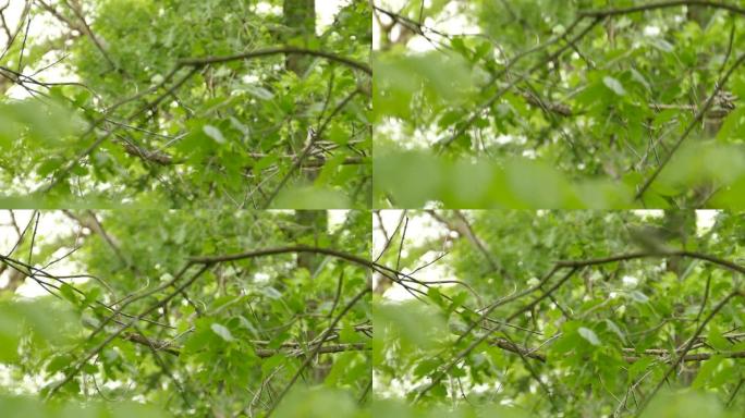 一对瘦小的啄木鸟拍打翅膀显示出非常奇怪的行为