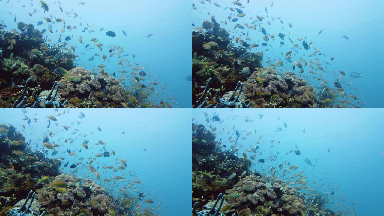 珊瑚礁和热带鱼。菲律宾莱特