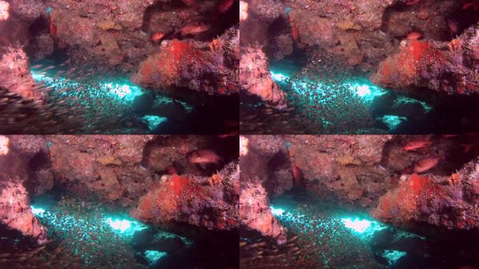 大型玻璃鱼在洞穴中游泳-印度洋，马尔代夫，亚洲