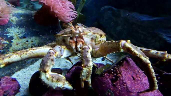 阿拉斯加之王螃蟹景观鱼潜水鱼类海底世界