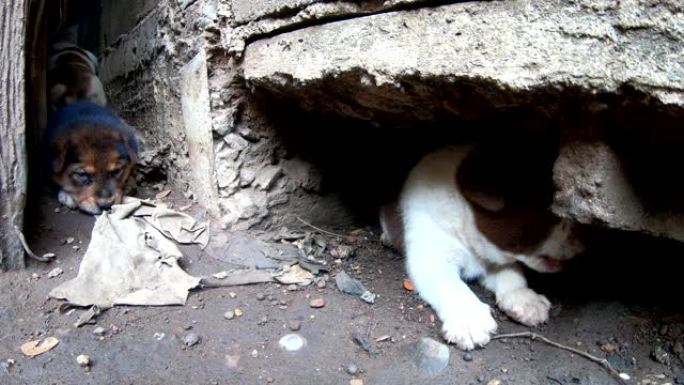 许多可爱的小狗住在水泥地面下的土坑旁边。
