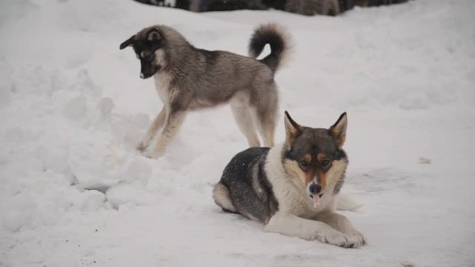 两只成年狗在冬天外面玩耍和吃骨头