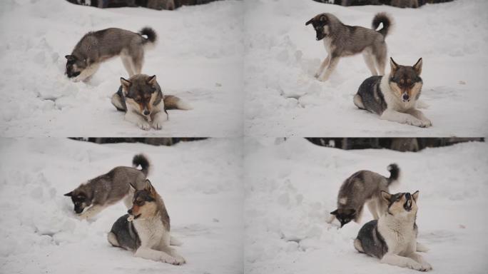 两只成年狗在冬天外面玩耍和吃骨头