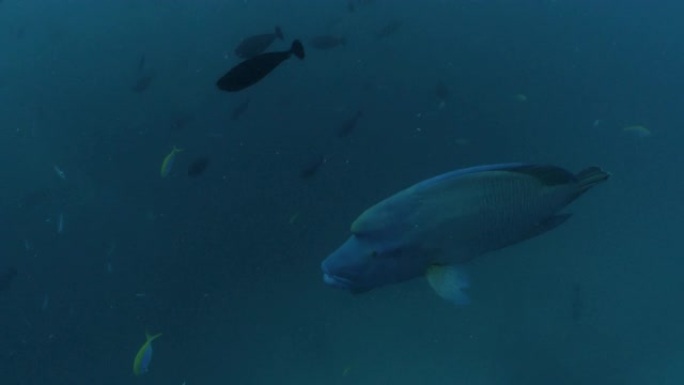巨型驼头拿破仑·濑鱼在马尔代夫的深海游泳