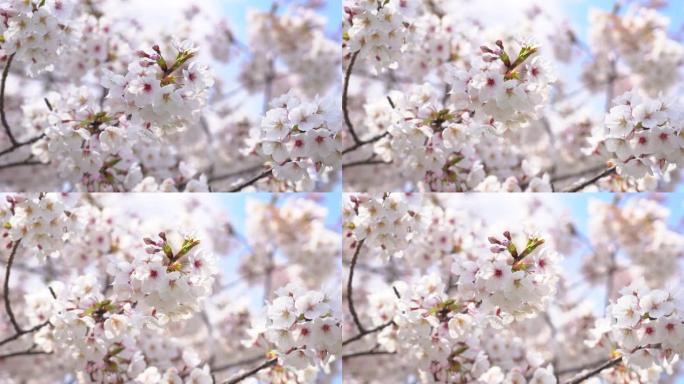樱桃壁橱的风景白色樱花唯美樱花樱花盛开