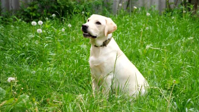 可爱的拉布拉多犬或金毛猎犬坐在院子里的绿草地上。细心的动物在寻找什么。听话的狗在等主人。慢动作特写