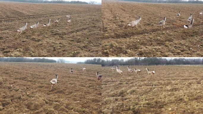 一群在绿色的田野上奔跑的鹿。对幼苗来说，Deers是危险的害虫。