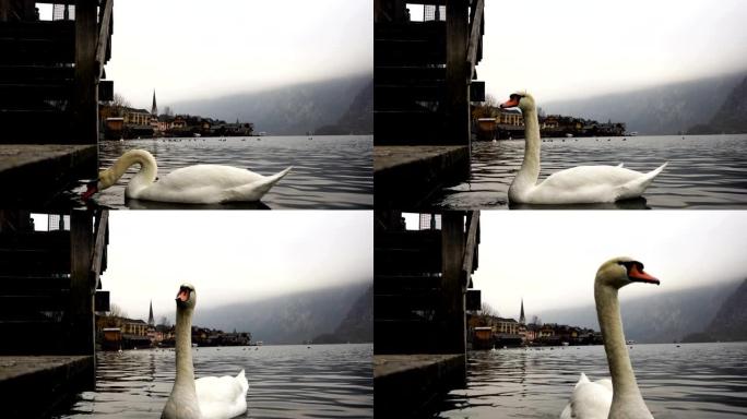 奥地利秋季背景下哈尔斯塔特湖镇游泳的白天鹅