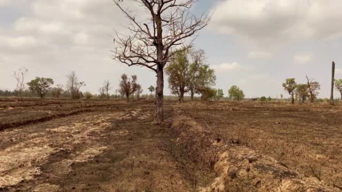 烧毁的农田贫瘠土地树干生态环境