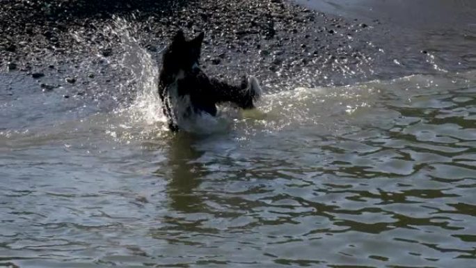 狗水玩跑水中玩耍