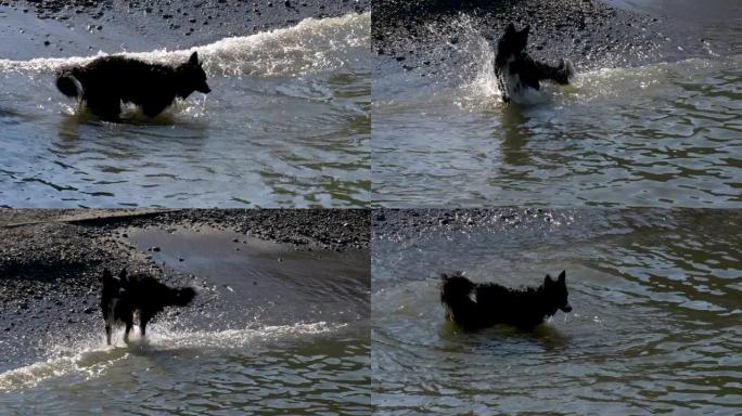 狗水玩跑水中玩耍