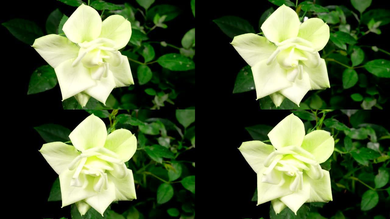 白玫瑰花生长和开放的时间流逝