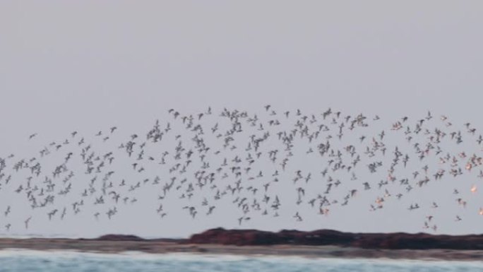 一群成群的小鸟在编队飞行