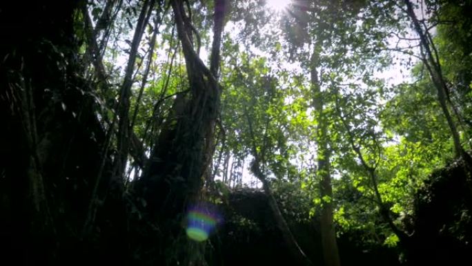 藤本植物的树根在丛林和茂密的树冠上晒太阳
