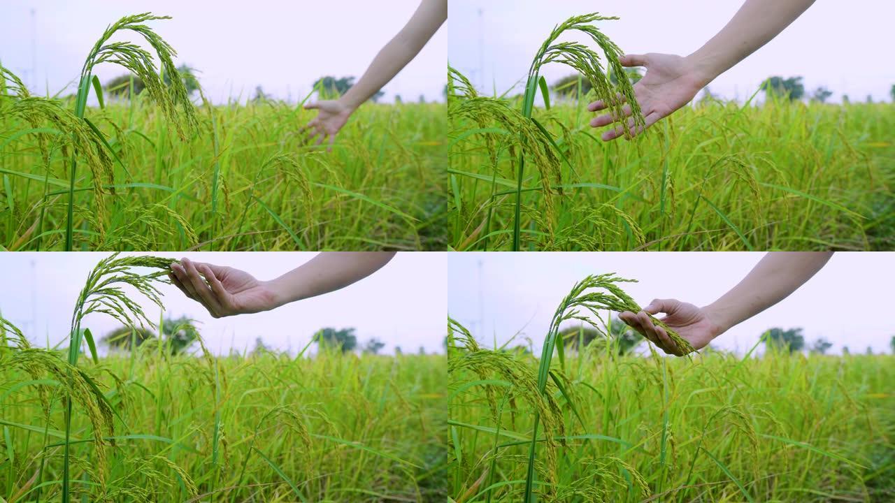 农民检查泰国的大米产品农场。