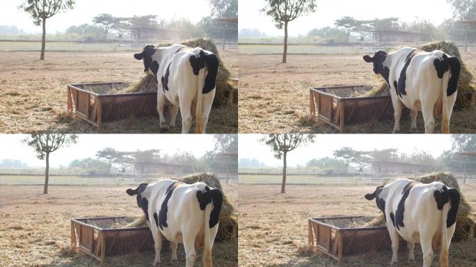牛在早晨的阳光下吃食物