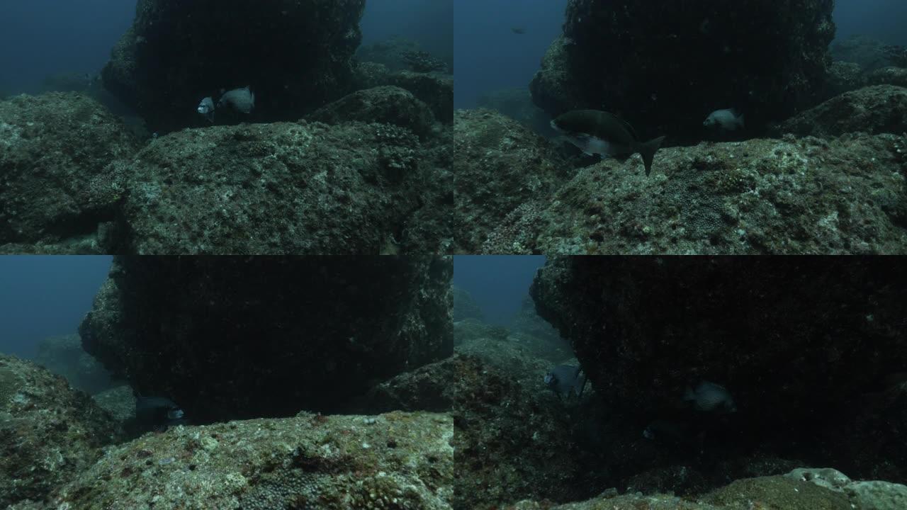 海底礁石中的斑点刀鱼群