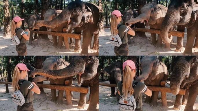 女人在热带地区喂大象。