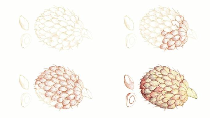 白色背景上的油棕水果手绘