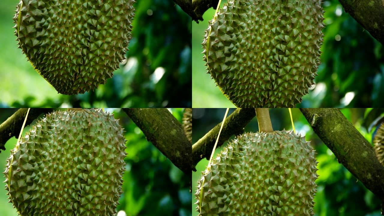 榴莲树，树上新鲜的榴莲果实，榴莲是水果之王，亚洲水果的热带。