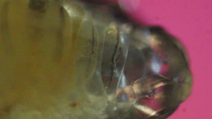 身体透明的刺叶蝇幼虫